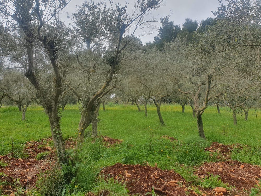 KitchenTruck Burger's Garden in Puglia tra gli ulivi atmosfera naturale e rilassante